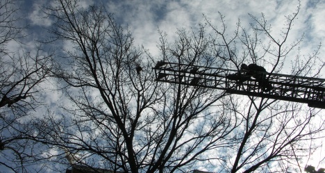 Kitty Rescue, photo by Thryn J Albin