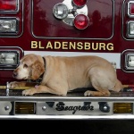 photo by Ronald Graves